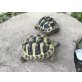 Griechische Landschildkröte