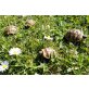 Griechische Landschildkröte
