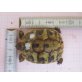 Griechische Landschildkröte