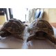 Griechische Landschildkröte