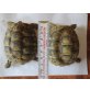 Griechische Landschildkröte