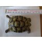 Griechische Landschildkröte
