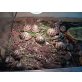 Griechische Landschildkröte