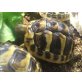 Griechische Landschildkröte