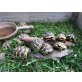 Griechische Landschildkröte