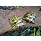 Griechische Landschildkröte