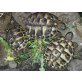 Griechische Landschildkröte