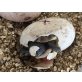 Griechische Landschildkröte