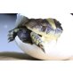 Griechische Landschildkröte