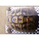 Griechische Landschildkröte