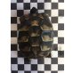 Griechische Landschildkröte