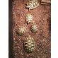 Griechische Landschildkröte