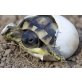 Griechische Landschildkröte