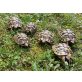 Griechische Landschildkröte