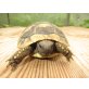 Griechische Landschildkröte