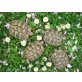 Griechische Landschildkröte