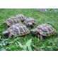 Griechische Landschildkröte