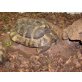 Griechische Landschildkröte