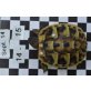 Griechische Landschildkröte