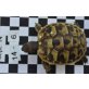 Griechische Landschildkröte