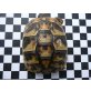 Griechische Landschildkröte