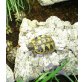 Griechische Landschildkröte
