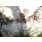 Griechische Landschildkröte