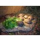 Griechische Landschildkröte