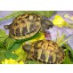 Griechische Landschildkröte