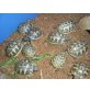 Griechische Landschildkröte