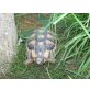 Griechische Landschildkröte