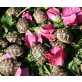 Griechische Landschildkröte