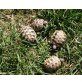 Griechische Landschildkröte