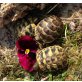 Griechische Landschildkröte