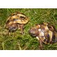 Griechische Landschildkröte