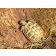 Griechische Landschildkröte