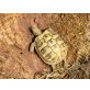 Griechische Landschildkröte
