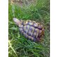 Griechische Landschildkröte - männlich