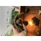 Griechische Landschildkröte - männlich