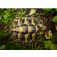 Griechische Landschildkröte - männlich
