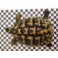 Griechische Landschildkröte - männlich