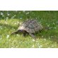 Griechische Landschildkröte - männlich