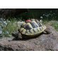 Griechische Landschildkröte - männlich