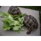 Griechische Landschildkröte - männlich