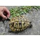 Griechische Landschildkröte - männlich