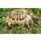 Griechische Landschildkröte - männlich