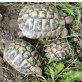 Griechische Landschildkröte - männlich