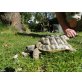 Griechische Landschildkröte - männlich