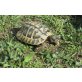 Griechische Landschildkröte - männlich