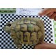 Griechische Landschildkröte - männlich